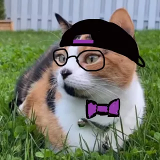 cat with drawn on glasses and hat 1